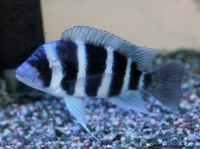 キフォティラピア　ギベローサ【ザイールモバ】７ｃｍ前後 １匹 即決価格！１点物！ヤマト運輸 送料８０サイズ キフォティラピア・ギベローサの飼育・繁殖情報 \u2013 アクアトーチ