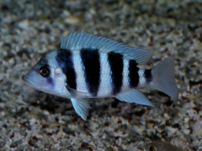 イーストアフリカ