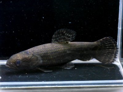 10/31 入荷魚紹介 - 静岡市の熱帯魚専門店（大型魚・古代魚・珍