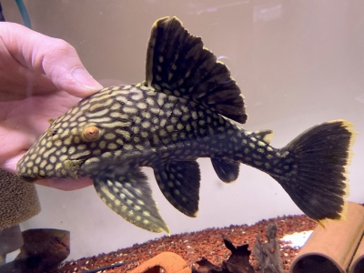 ビッグスケールドラス ”スリナム” 17-18cm