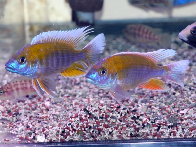 アフリカン　シクリッド(上)、西アフリカ産　シクリッド（下）東アフリカ産セット Amazon.co.jp: アフリカンシクリッド 上（西アフリカ産） 下（東