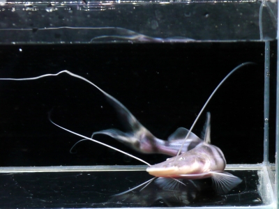 ゼブラキャット マディラ産 48センチ 熱帯魚 水槽 アロワナ