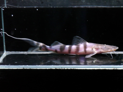 ピライーバ 約70cm 大型魚 引き取り限定
