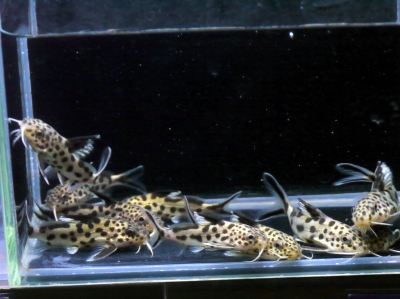 熱帯魚案内 - ネイチャークラブ アフリカンシクリッド＆各種熱帯魚販売
