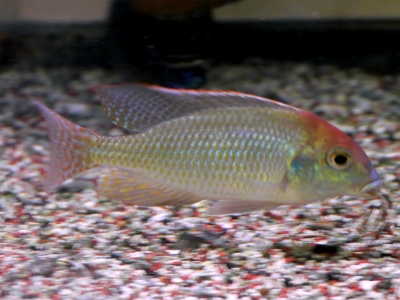 キフォティラピア　ギベローサ【ザイールモバ】７ｃｍ前後 １匹 即決価格！１点物！ヤマト運輸 送料８０サイズ キフォティラピア・ギベローサの飼育・繁殖情報 \u2013 アクアトーチ