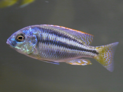 キフォティラピア　ギベローサ【ザイールモバ】７ｃｍ前後 １匹 即決価格！１点物！ヤマト運輸 送料８０サイズ キフォティラピア・ギベローサの飼育・繁殖情報 \u2013 アクアトーチ