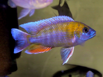 キフォティラピア　ギベローサ【ザイールモバ】７ｃｍ前後 １匹 即決価格！１点物！ヤマト運輸 送料８０サイズ キフォティラピア・ギベローサの飼育・繁殖情報 \u2013 アクアトーチ