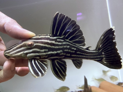 フロントーサ WILD MOBA 16㎝ 10/7.8発送限定セール アフリカン