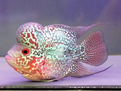 熱帯魚 ビックヘッドフラワーホーンウルトラショート ビッグヘッドフラワーホーン #大阪 #八尾 #エキゾチックアフリカ