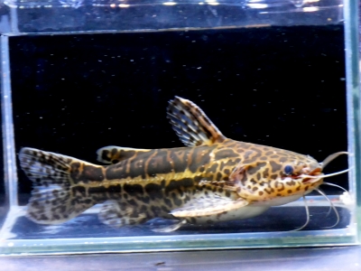 2023/9/16 熱帯魚おすすめ情報 | イーストアフリカ