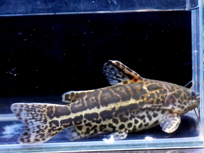 2023/9/16 熱帯魚おすすめ情報 | イーストアフリカ