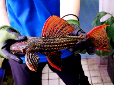 サンタクルースオスカー30cm前後