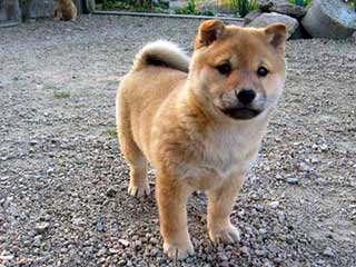 ボクは犬のリキですblogへ