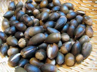 料理ブログ トラコミュ>野山の食べ物