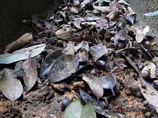 花ブログ トラコミュ>木の実・種