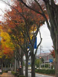 自然・花・環境 ブログコミュニティ - 写真ブログ村