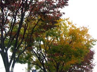 倉吉 ブログコミュニティ - 地域生活(都道府県)ブログ村