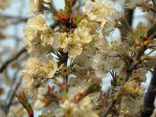 それぞれの・・お花見〜♪ ブログコミュニティ - 写真ブログ村