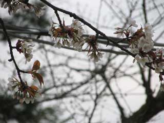 さくら〜。桜〜。サクラ〜。♪ ブログコミュニティ - 写真ブログ村