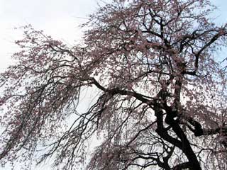 桜の写真 ブログコミュニティ - 写真ブログ村