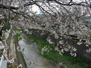 お花見、桜前線 ブログコミュニティ - その他生活ブログ村