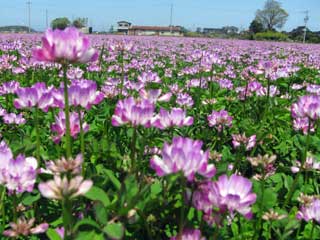 野に咲く花 ブログコミュニティ - 花ブログ村