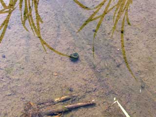 淡水魚・淡水の生き物 ブログコミュニティ - 観賞魚ブログ村