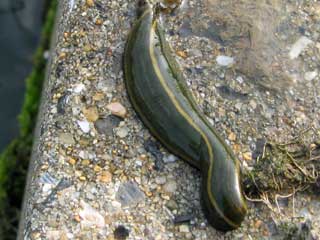 淡水魚・淡水の生き物 ブログコミュニティ - 観賞魚ブログ村