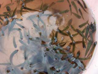 魚の採集 ブログコミュニティ - 観賞魚ブログ村