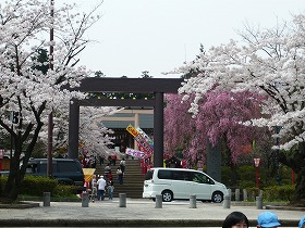 s-sakura2.jpg