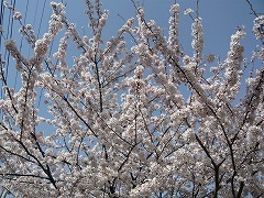 s-sakura3.jpg