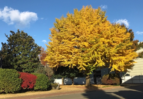 Herbst.jpg