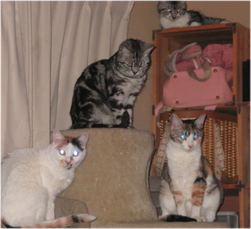 20081125-06