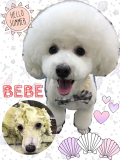 べべちゃん 倉敷店トリマーブログ