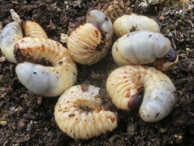 カブトムシの幼虫