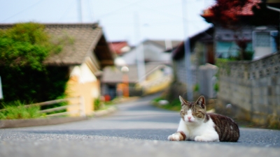 田代島