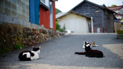 田代島 石巻市