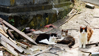 田代島 猫