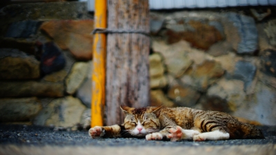 田代島 猫