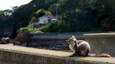 田代島 猫