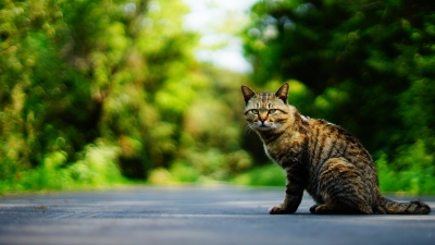 田代島 猫