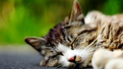 田代島 cat