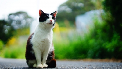 田代島 neko