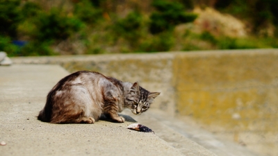 田代島 猫