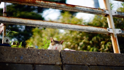 田代島 猫