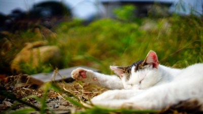 田代島 猫