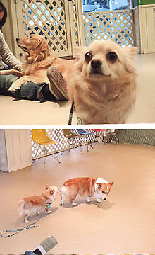 保育園 チワワ 犬 吠える 吠え 社会化 慣れ