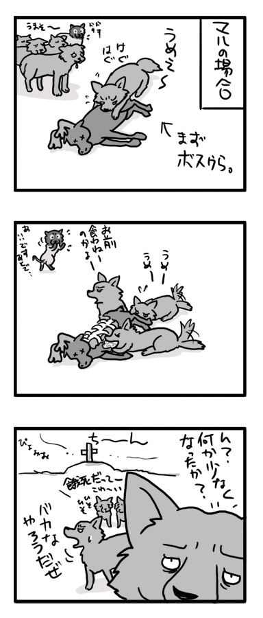 もしも オオカミ マル ポメラニアン