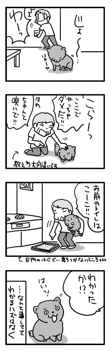 ベビー マル ポメラニアン 小犬 トイレ しつけ 失敗