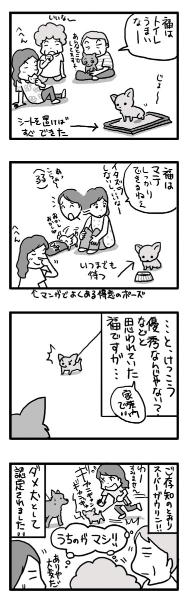 福 チワワ しつけ ガウリン 吠える マンガ 漫画